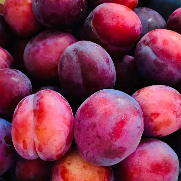 Plommon blå/röd 5 kg