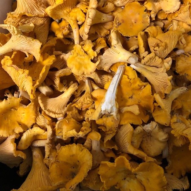 Svamp kantarell Sverige kg