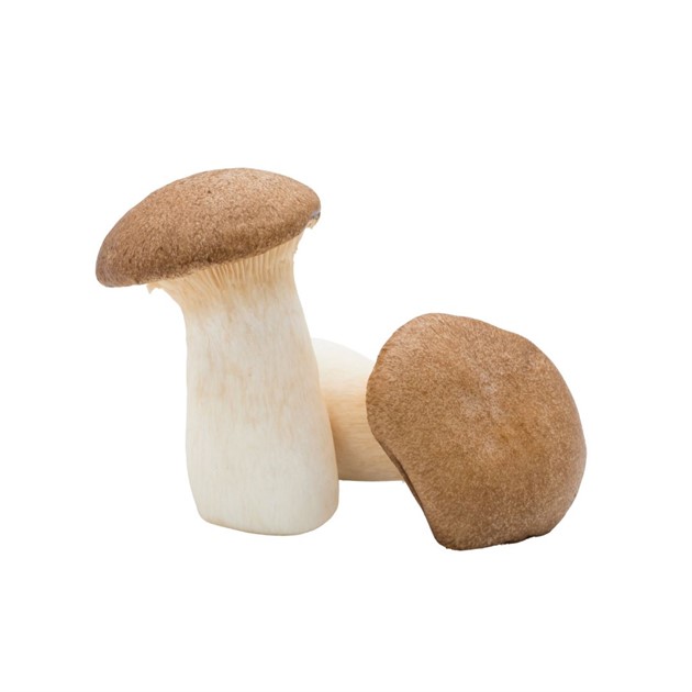 Svamp King Oyster kg