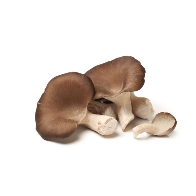 Svamp Ostronskivling 2 kg/låda