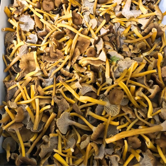 Svamp Trattkantarell Sv kg