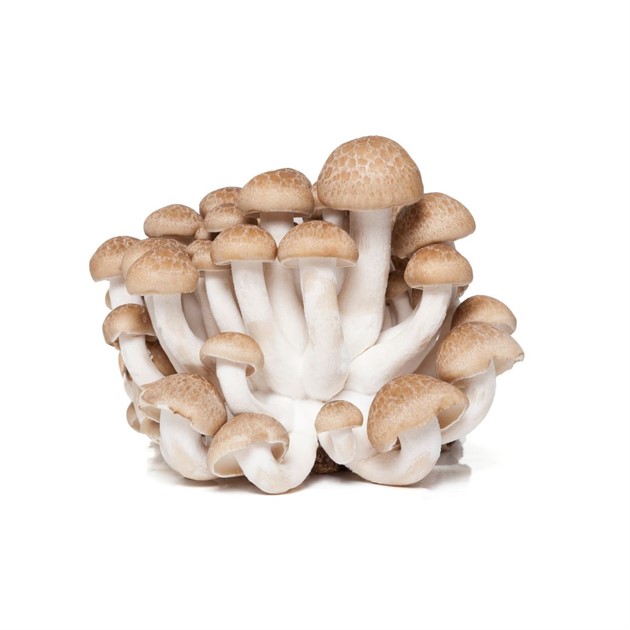 Svamp Shimeji brun ask 150g