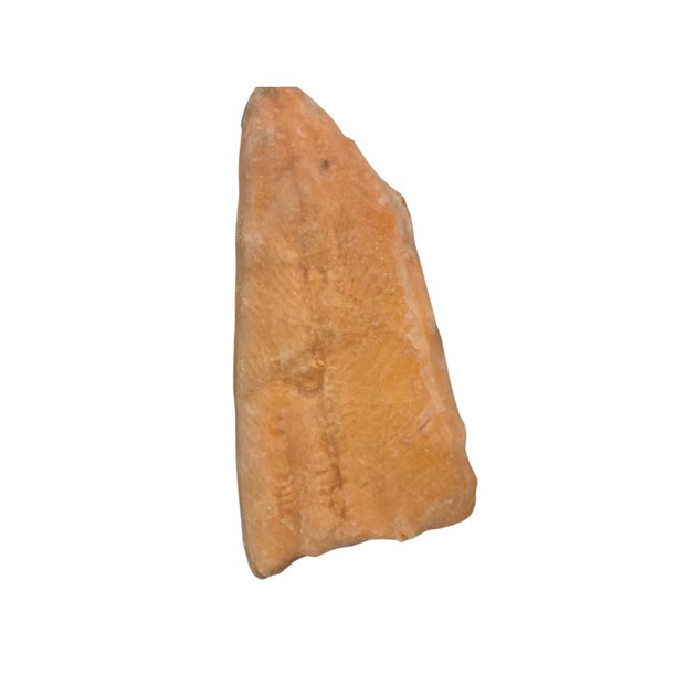 Rödingfilé m skinn 100-200g Fryst